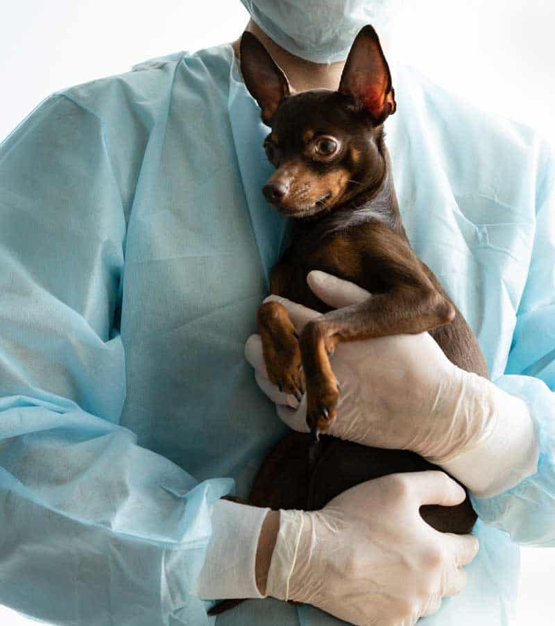 A chihuahua being held A chihuahua being held