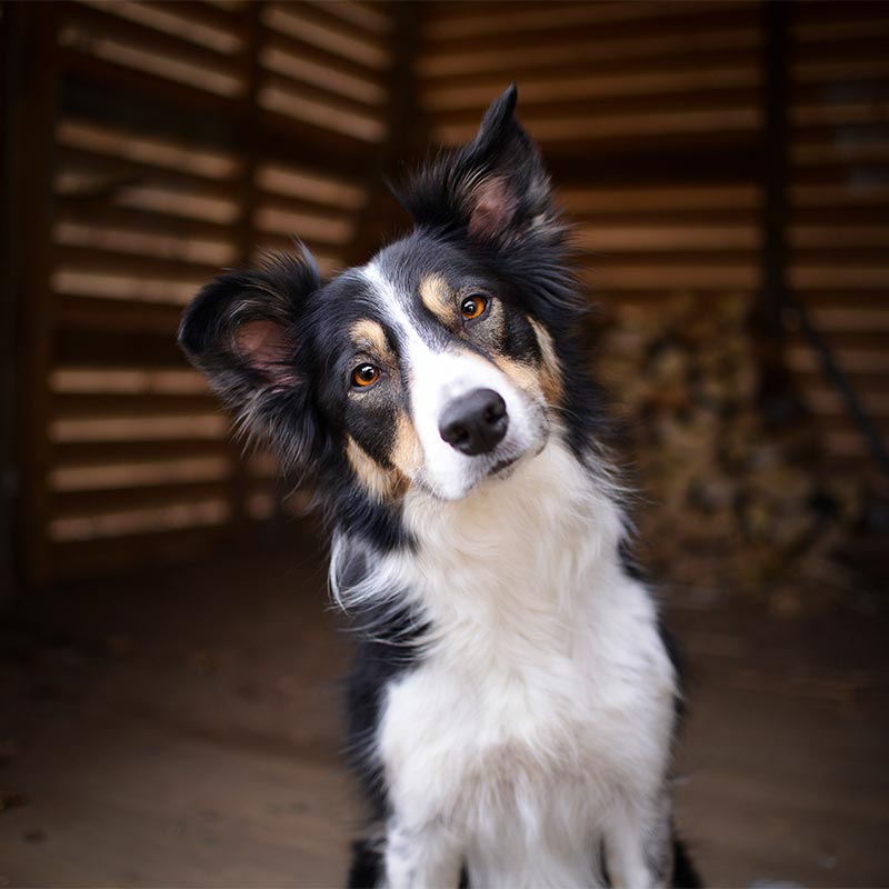 A border collie