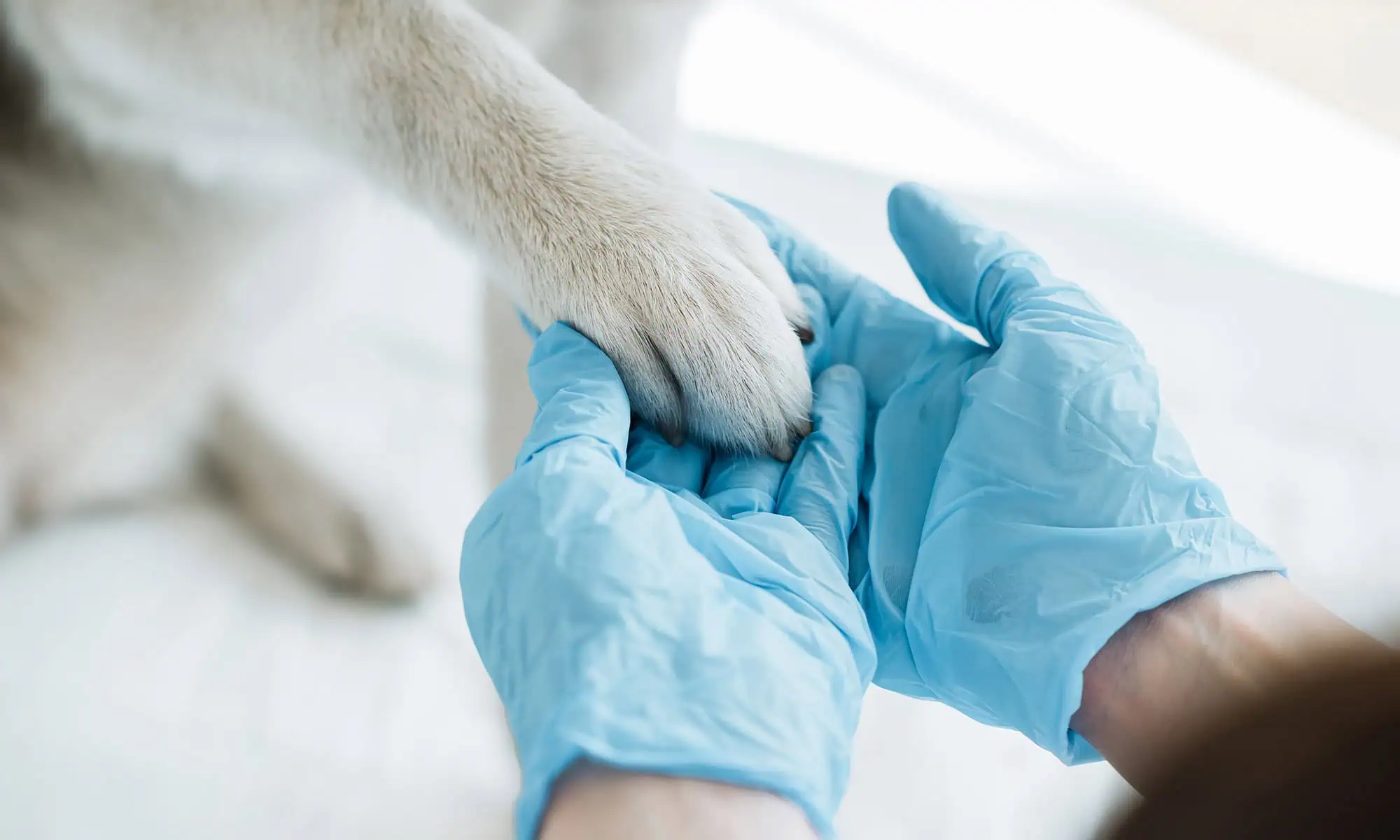 Veterinarian with a glove on holding a dog paw