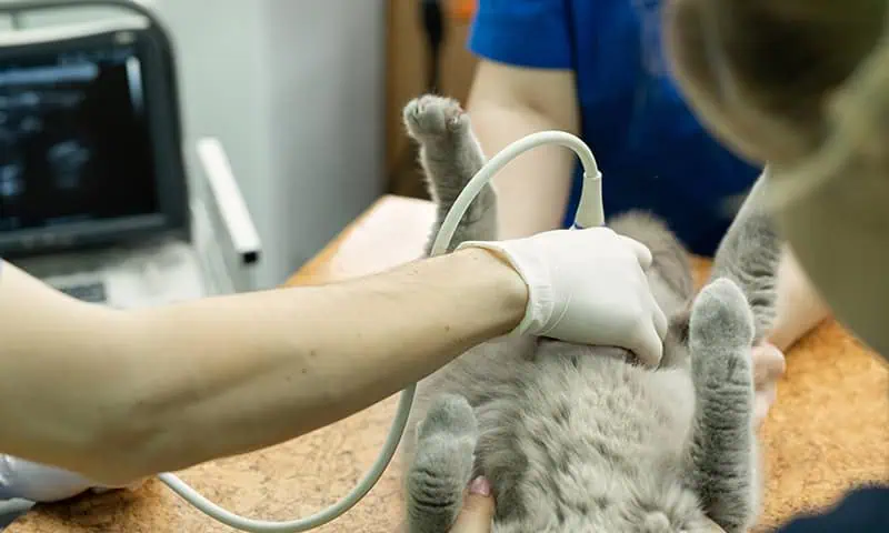 An ultrasound to diagnose ailments