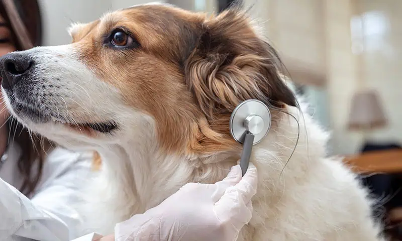 A stethoscope to check health