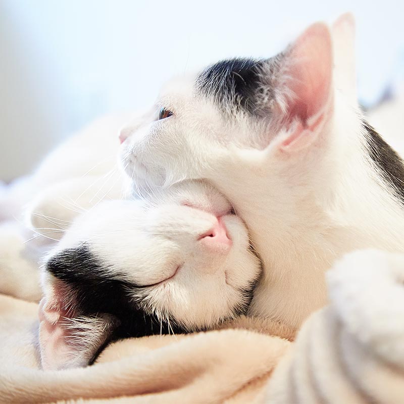 A pair of cats cuddling