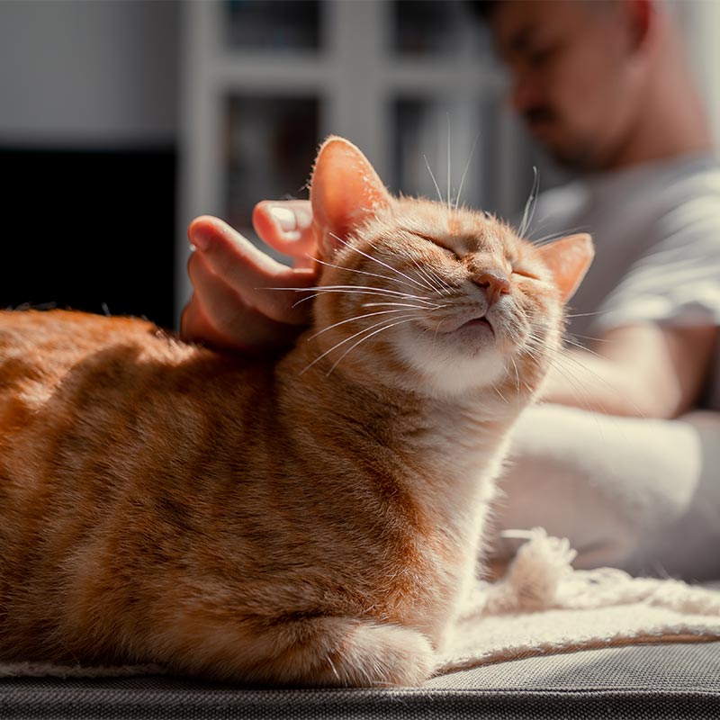 A cat being petted