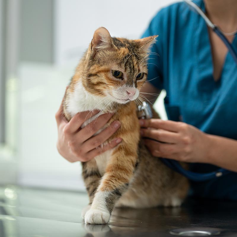A cat being examined