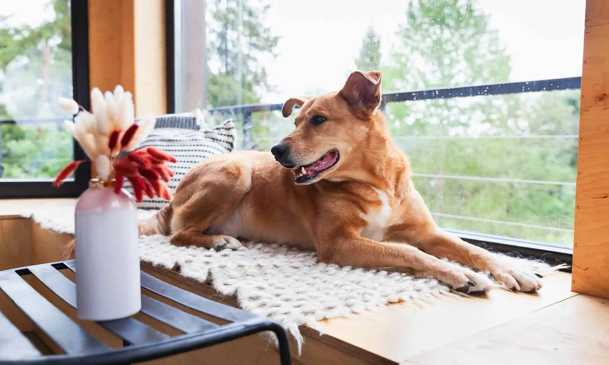 A dog laying in a window A dog laying in a window
