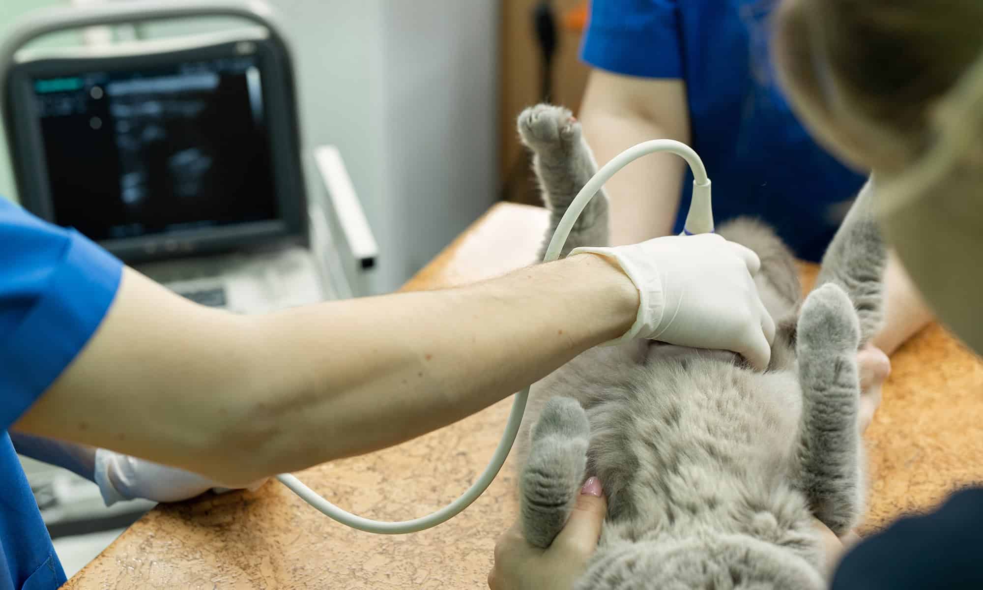 A cat being diagnosed with ultrasound A cat being diagnosed with ultrasound