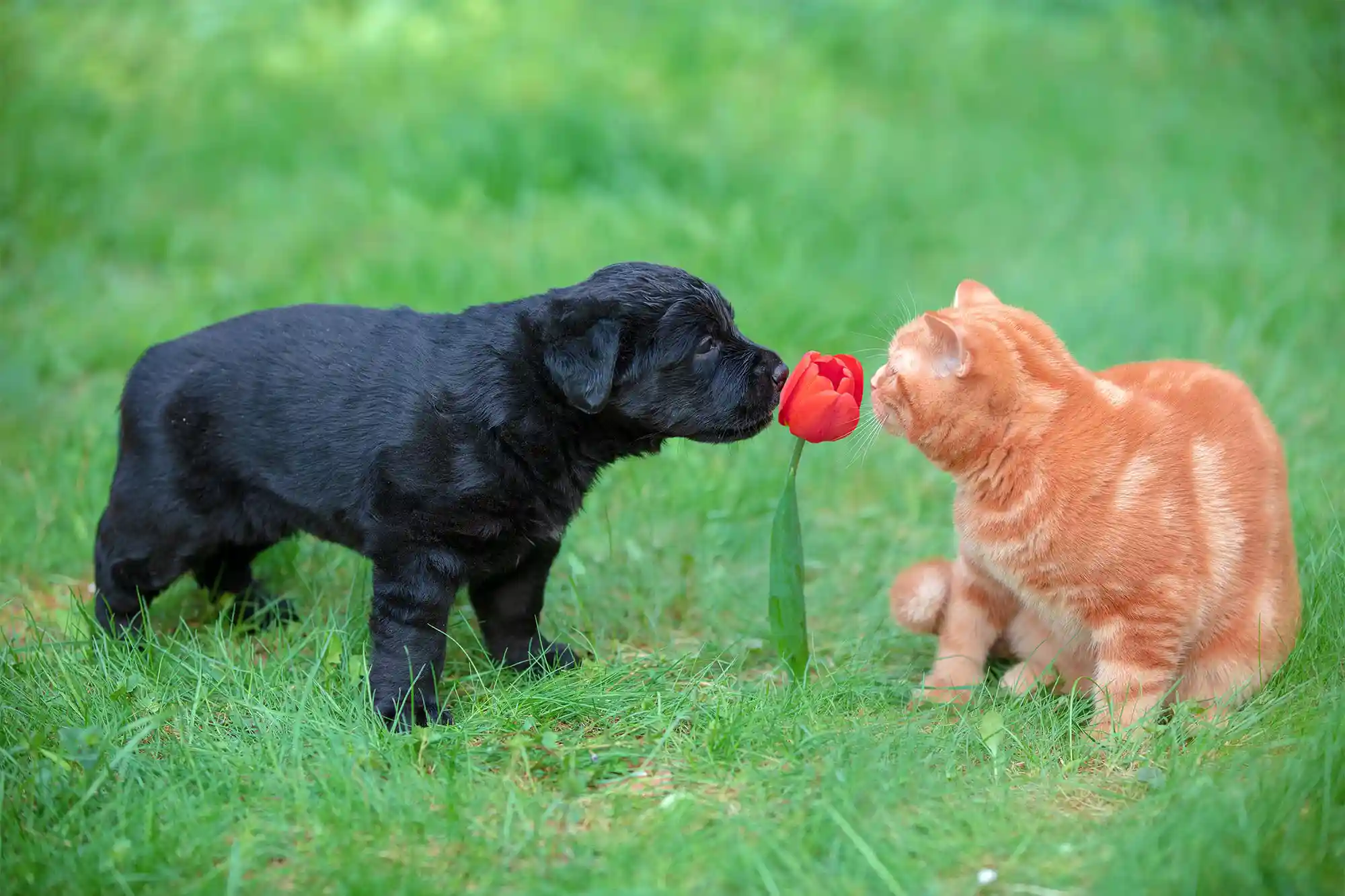 A puppy and kitten in a field