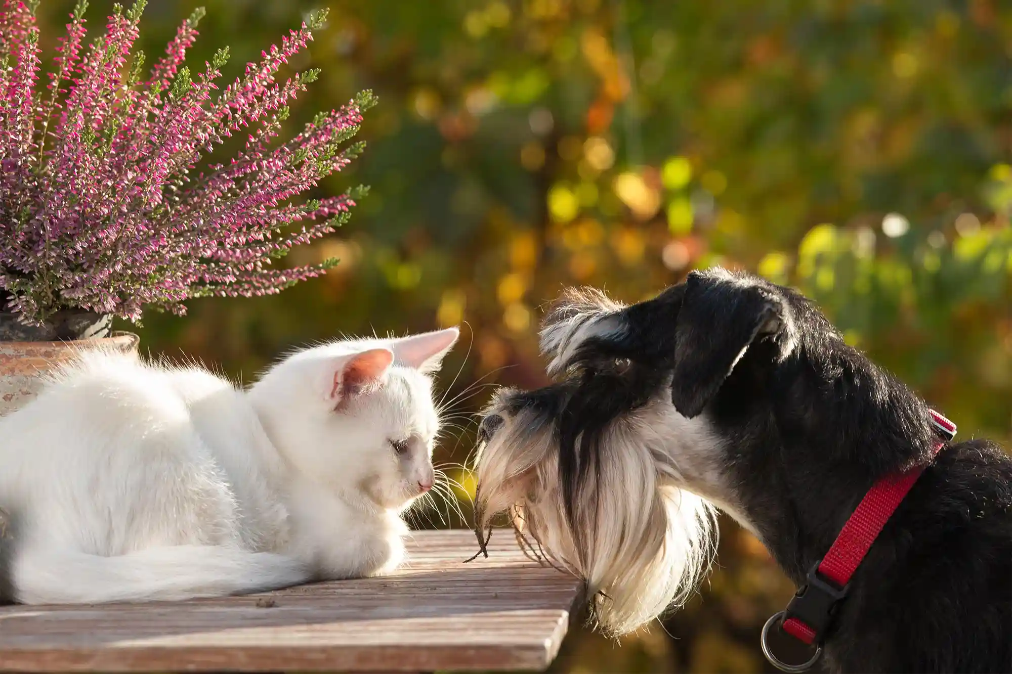 A dog and cat touching noses